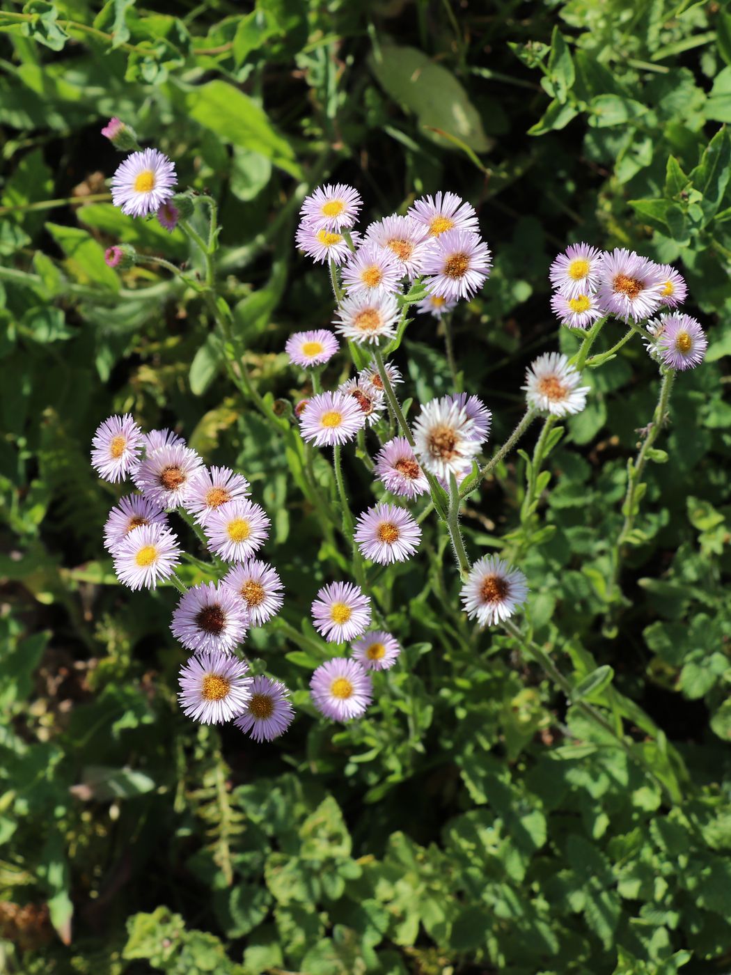 Image of Erigeron pseudoseravschanicus specimen.