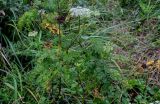 Conioselinum chinense