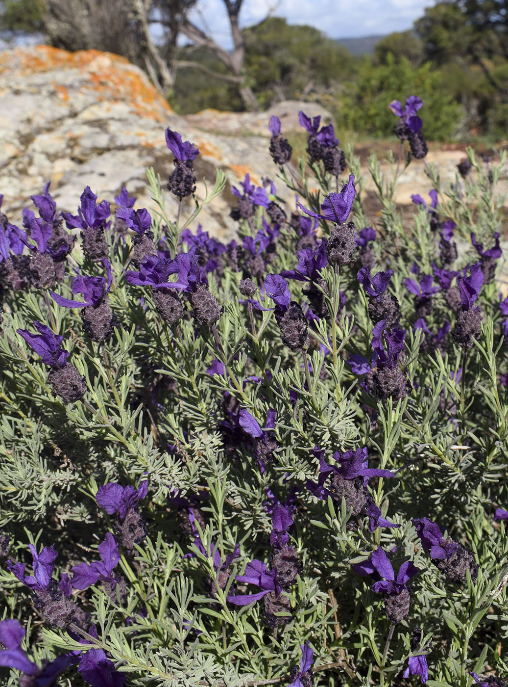 Изображение особи Lavandula stoechas.