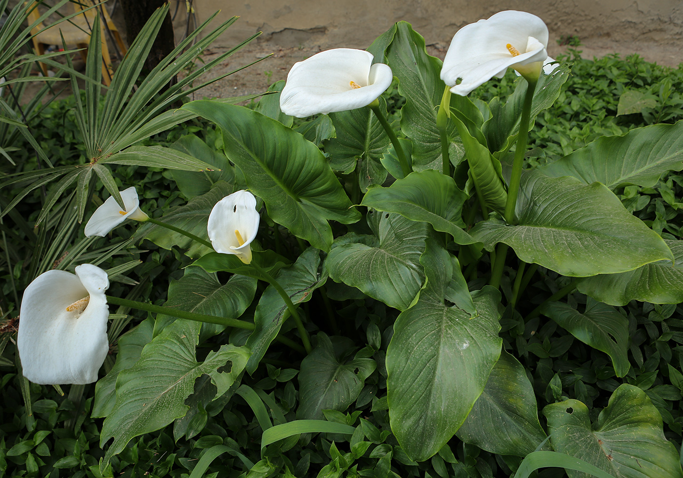 Image of Zantedeschia aethiopica specimen.