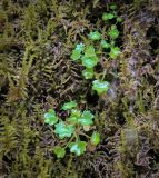Saxifraga cymbalaria