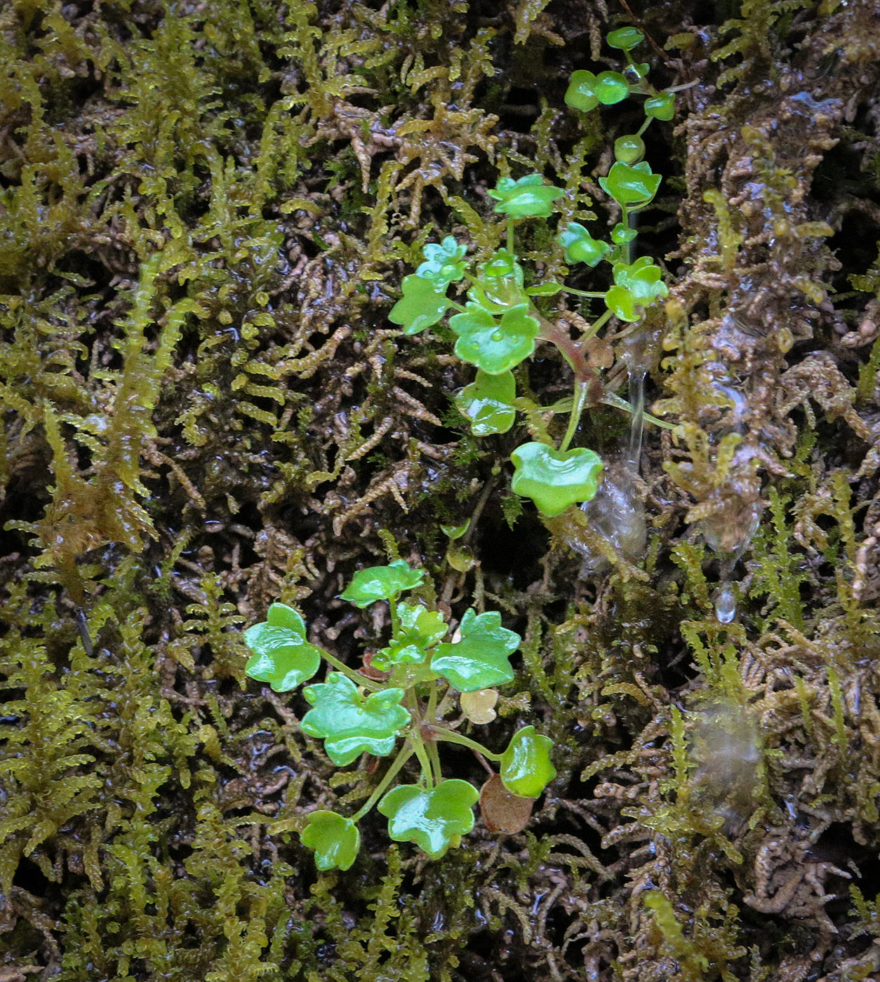 Изображение особи Saxifraga cymbalaria.