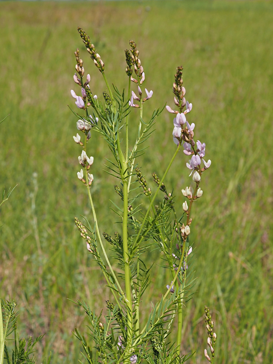 Image of Astragalus sulcatus specimen.