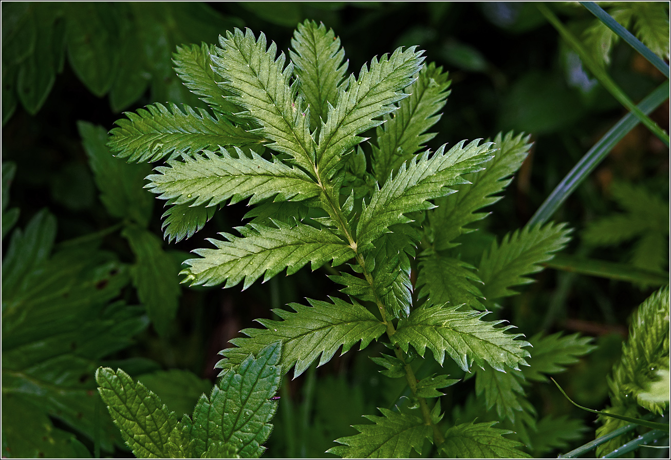 Image of Potentilla anserina specimen.