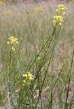 Erysimum canescens