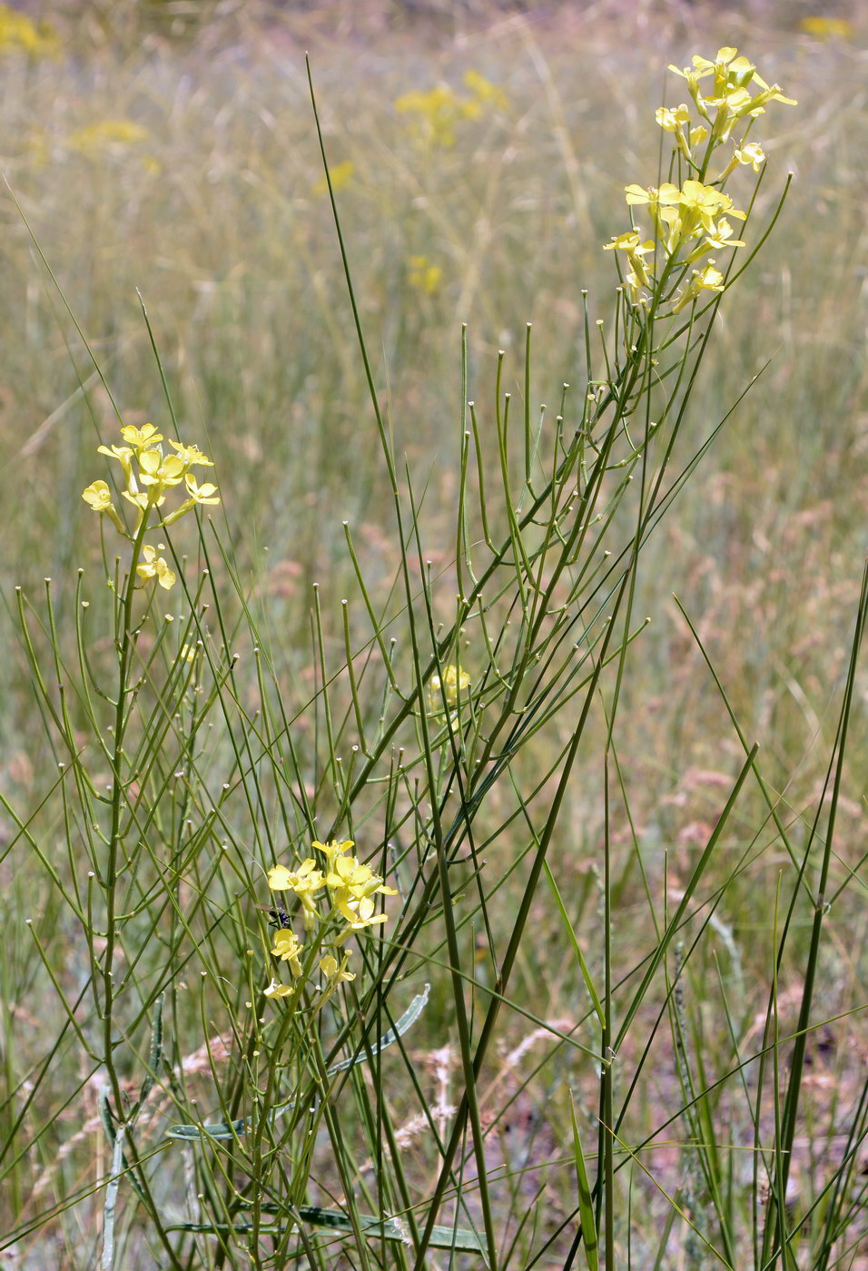 Изображение особи Erysimum canescens.