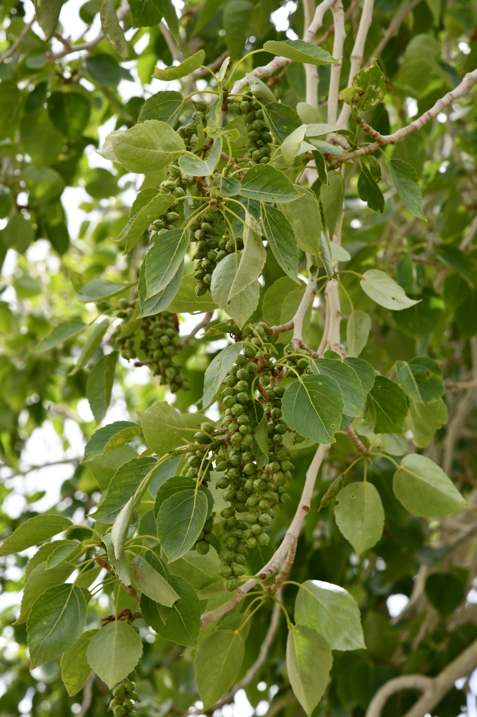Изображение особи Populus talassica.