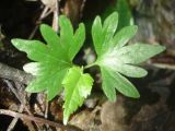Tilia cordata