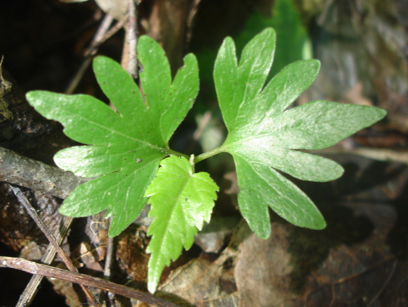 Image of Tilia cordata specimen.