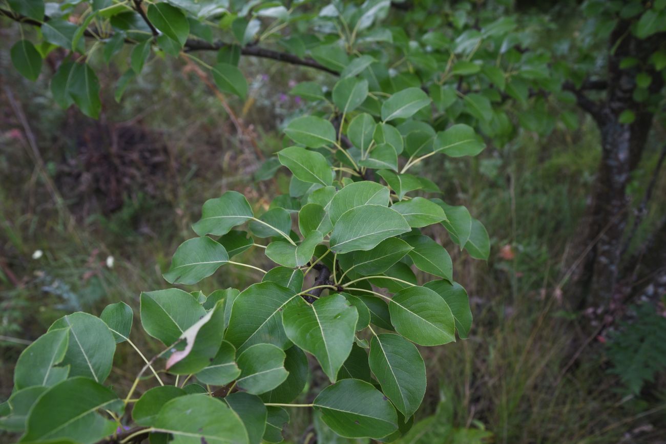 Image of genus Pyrus specimen.