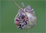 Allium sativum