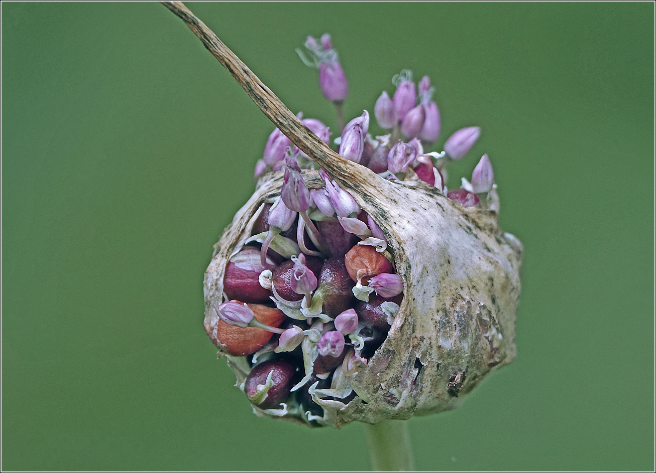Image of Allium sativum specimen.