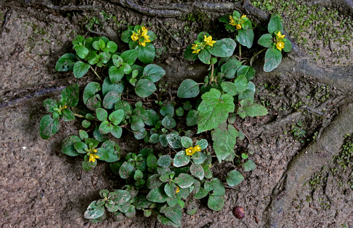Image of Lysimachia kwangtungensis specimen.