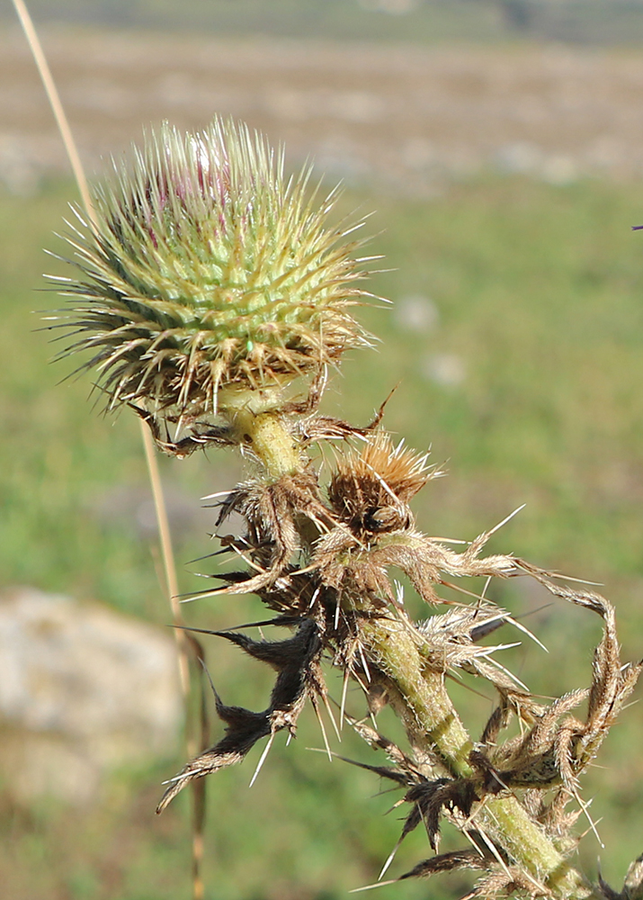 Изображение особи Cirsium ciliatum.