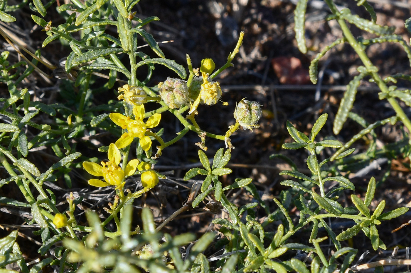 Image of Haplophyllum multicaule specimen.