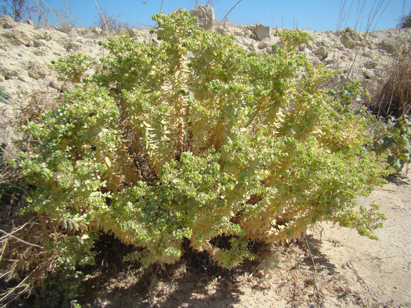 Image of Euphorbia paralias specimen.