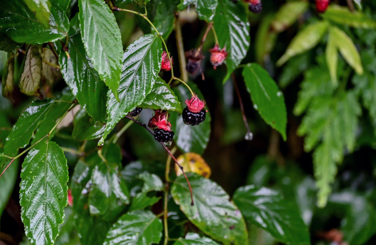 Изображение особи Rubus swinhoei.
