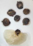 Anabasis truncata