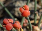 Ephedra distachya