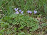 Anemone banketovii