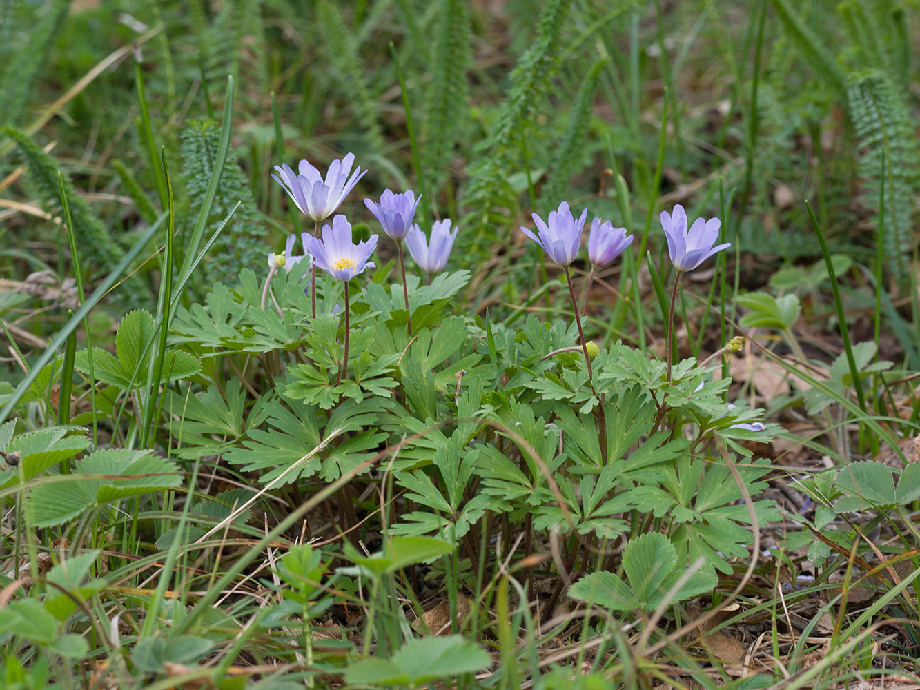 Изображение особи Anemone banketovii.