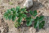 Angelica pachycarpa