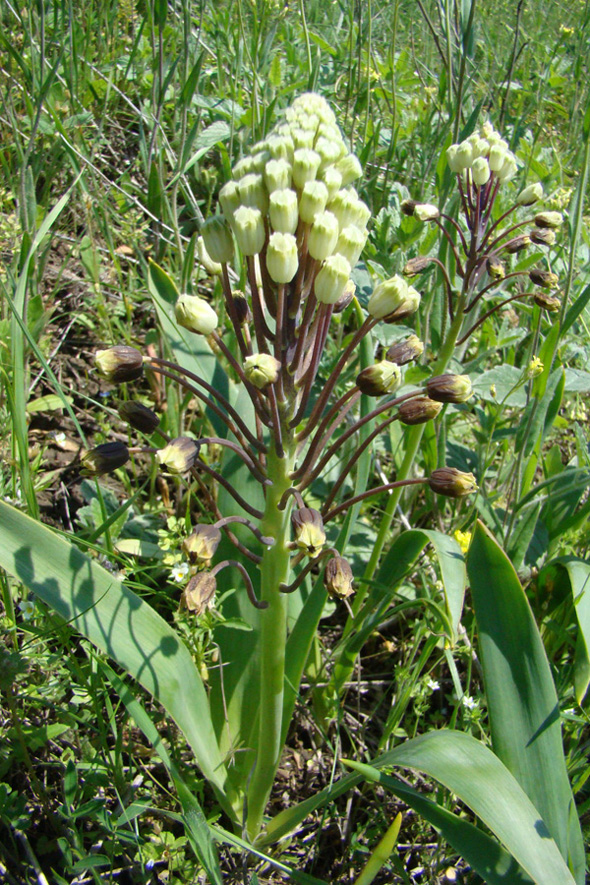 Image of Bellevalia sarmatica specimen.