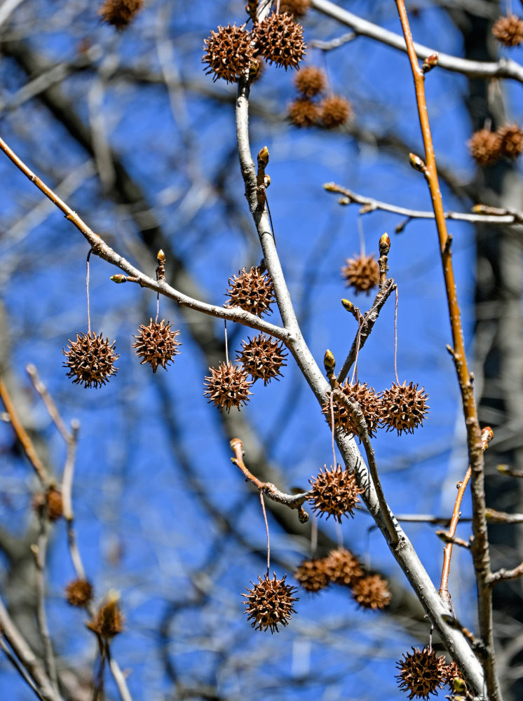 Изображение особи Liquidambar styraciflua.