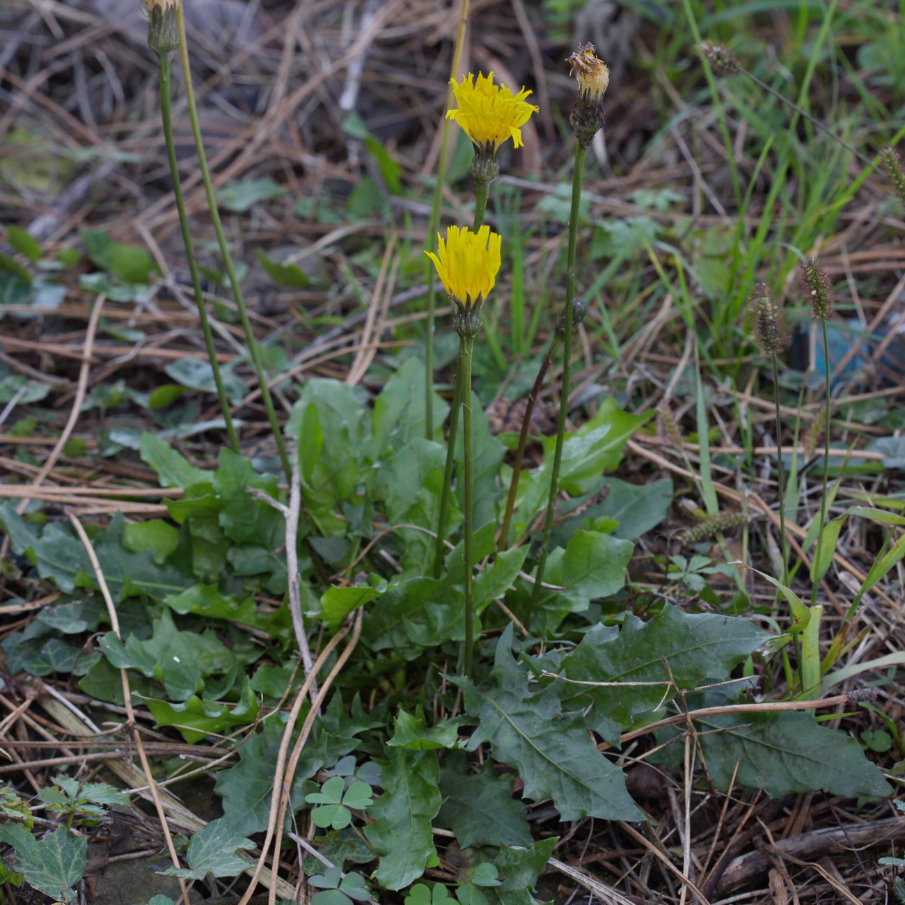 Image of familia Asteraceae specimen.