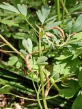 Corydalis ambigua