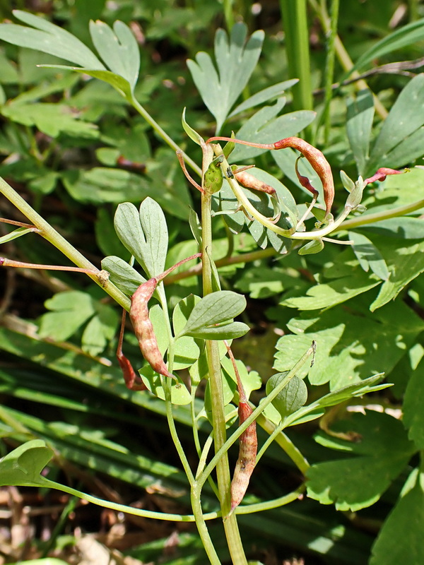 Image of Corydalis ambigua specimen.