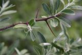 Elaeagnus angustifolia. Часть веточки. Грузия, край Самцхе-Джавахети, окраина с. Тмогви, 100 м от оз. Цунда, горный склон. 17 мая 2025 г.