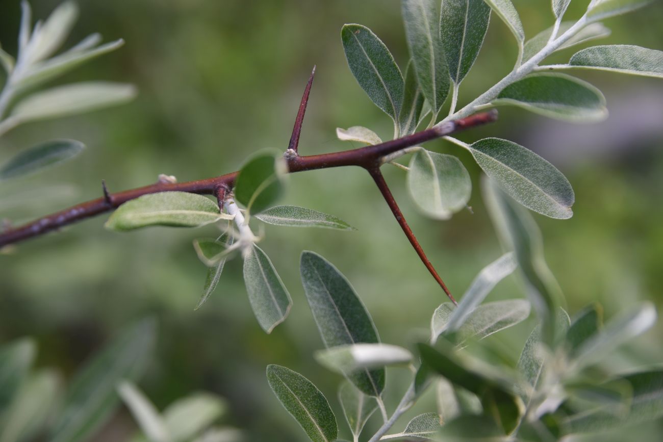 Image of Elaeagnus angustifolia specimen.