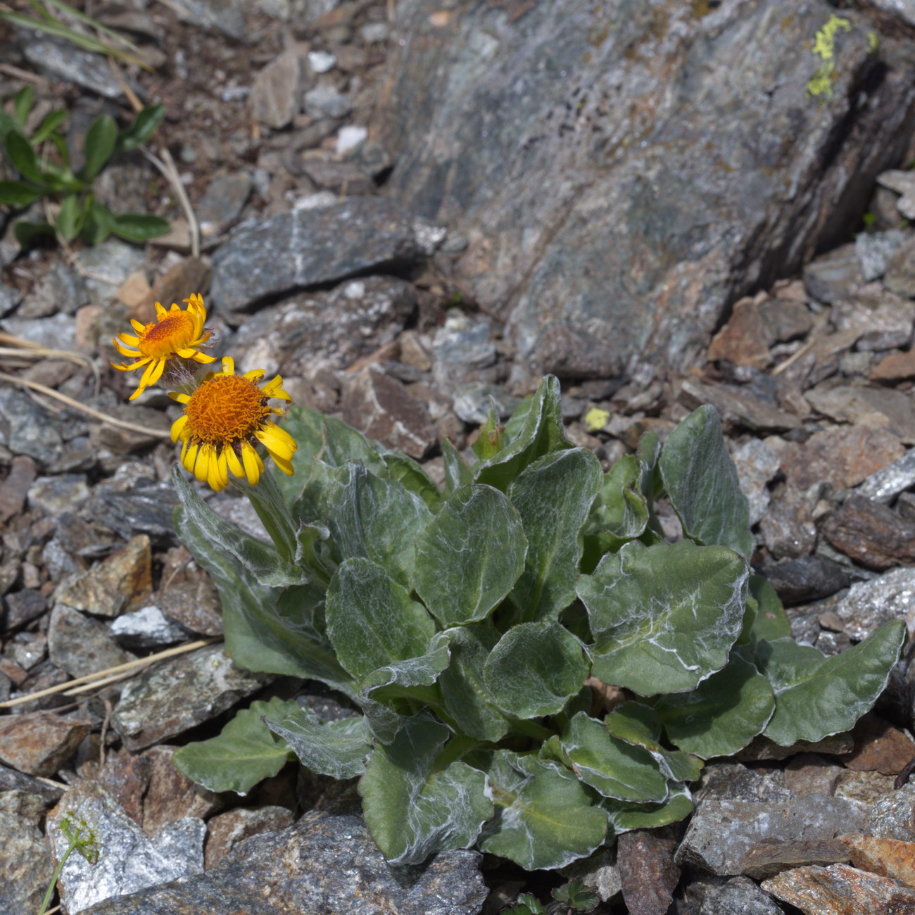 Image of Tephroseris karjaginii specimen.