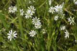 Stellaria graminea