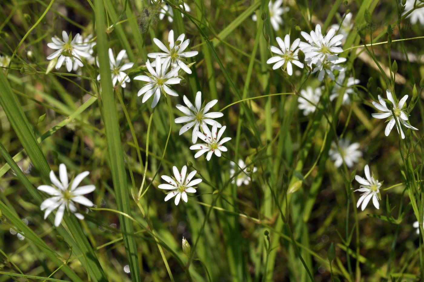Image of Stellaria graminea specimen.