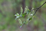 род Salix