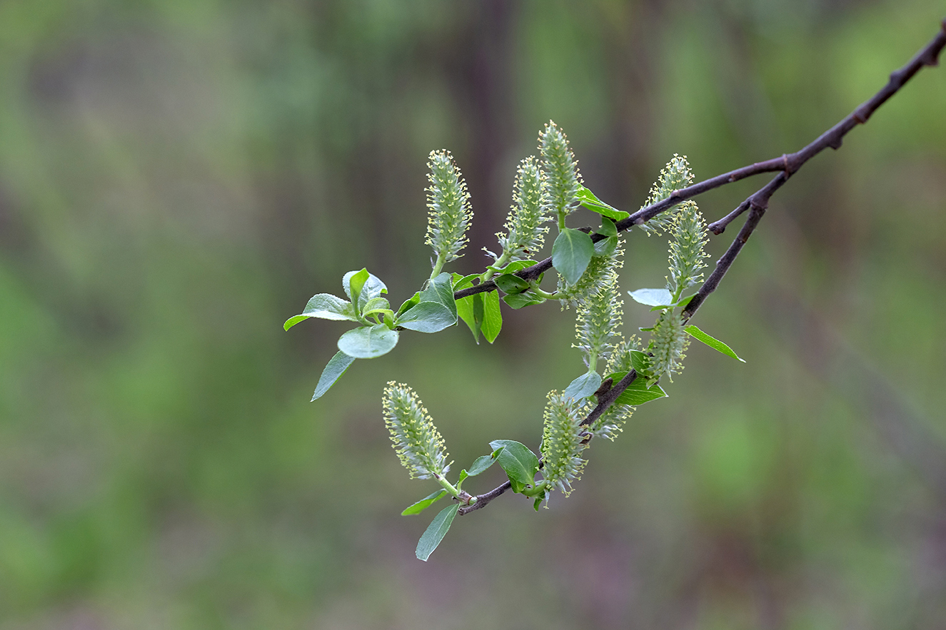 Изображение особи Salix borealis.