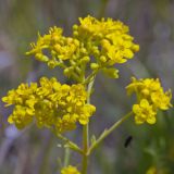 Patrinia intermedia