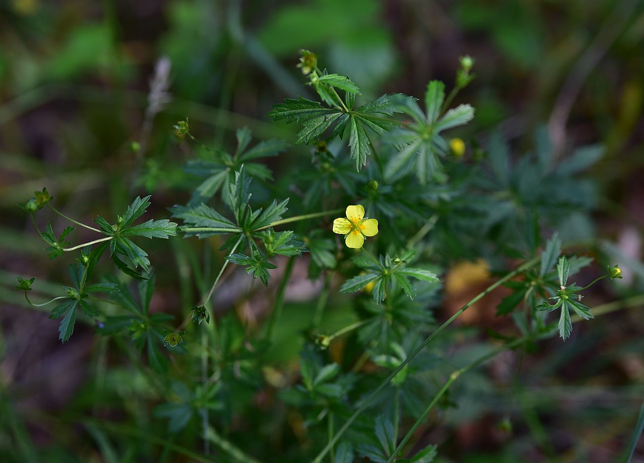 Изображение особи Potentilla erecta.