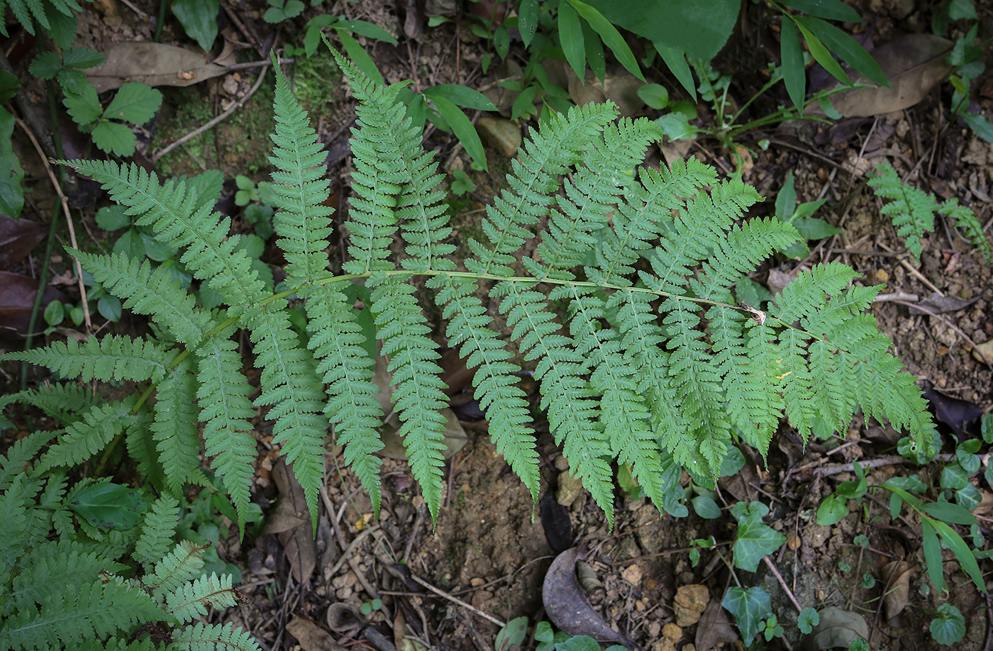Image of Athyrium filix-femina specimen.