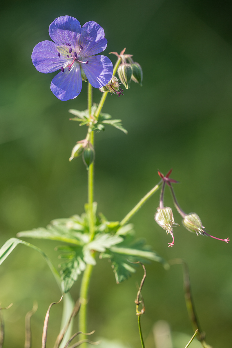 Image of Geranium pratense specimen.
