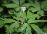 Anemone reflexa. Верхушка цветущего растения. Пермский край, г. Пермь, Свердловский р-н, м-н Липовая Гора, сырой хвойный лес. 25.05.2025.