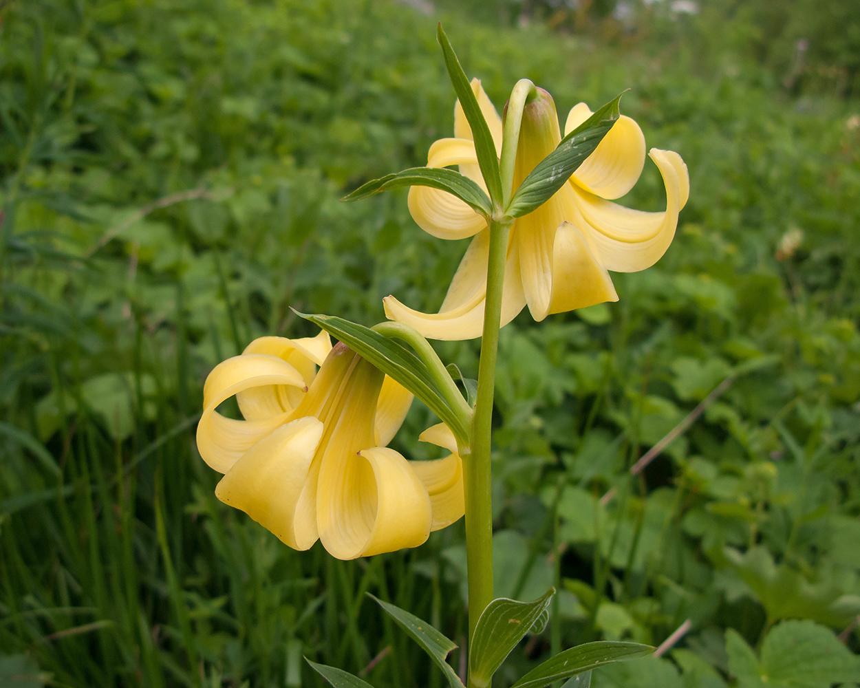 Изображение особи Lilium monadelphum.