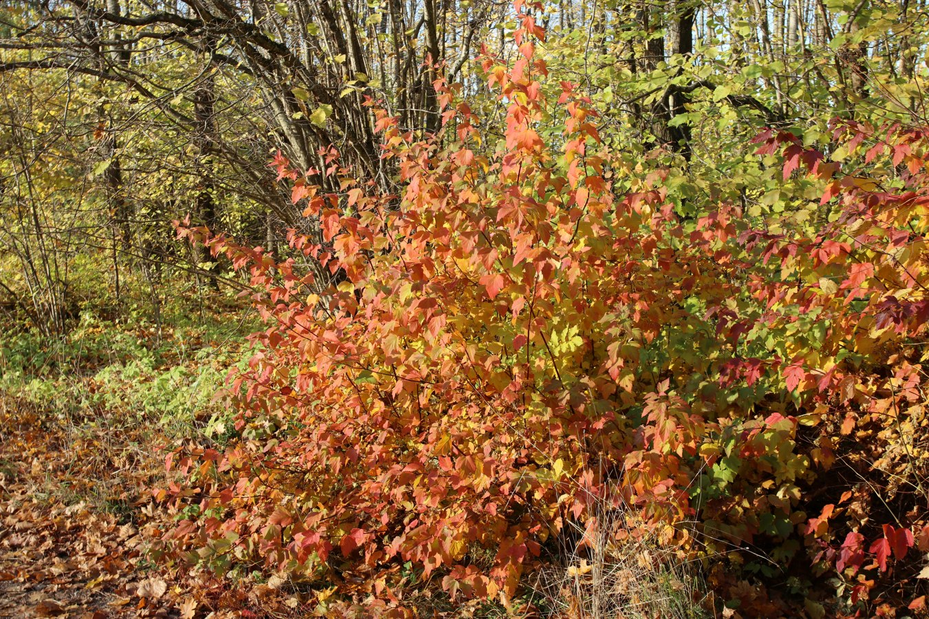Изображение особи Physocarpus opulifolius.