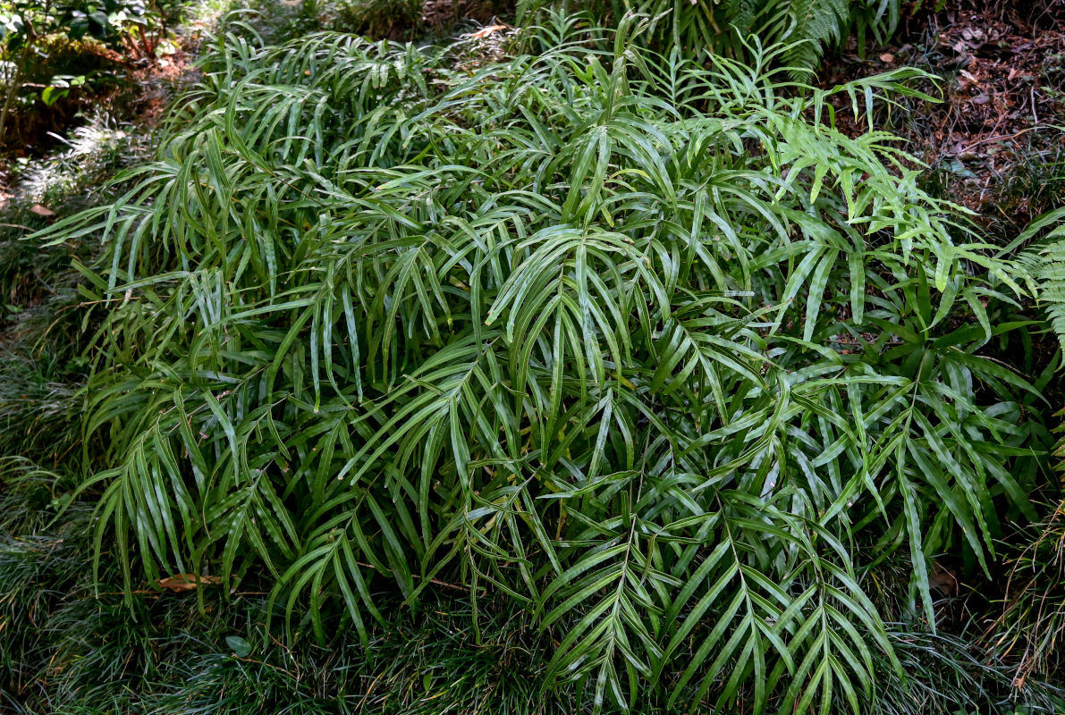 Image of Pteris multifida specimen.