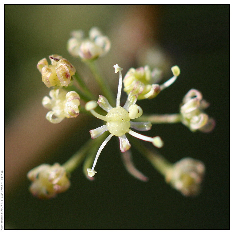 Image of Trinia glauca specimen.