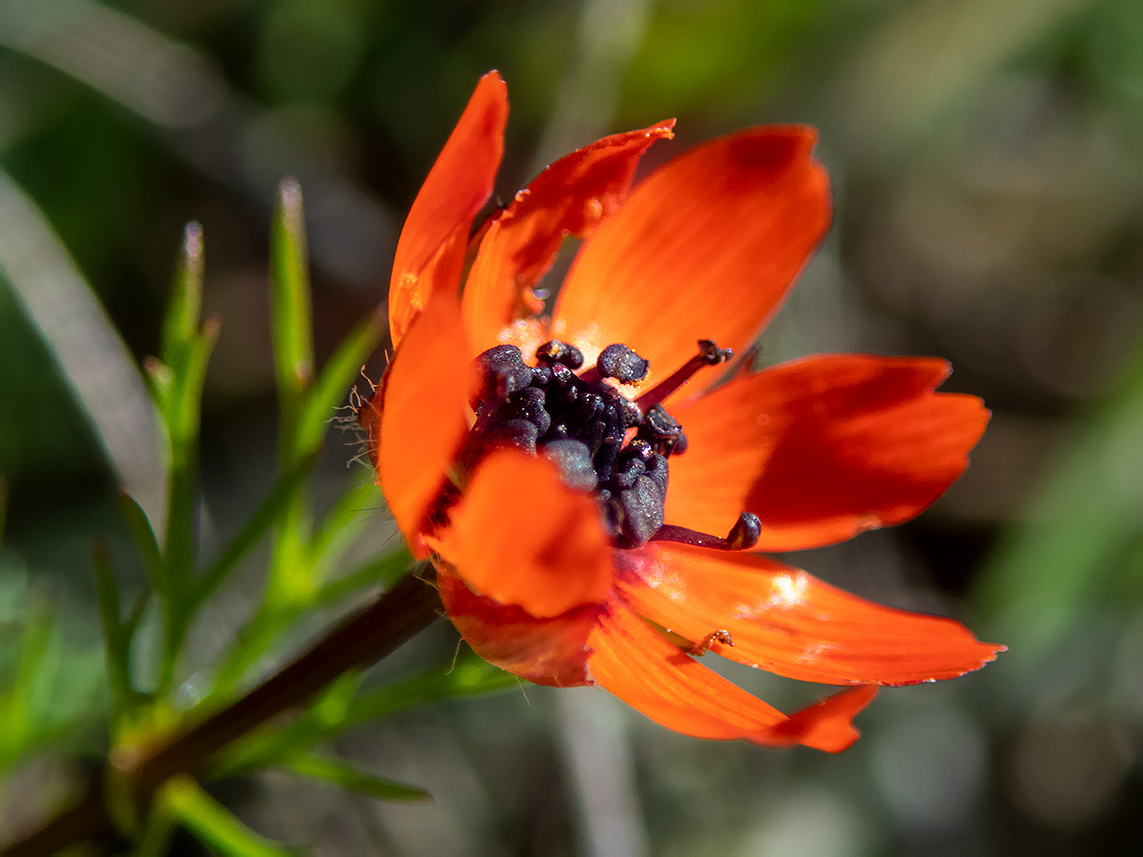 Image of Adonis flammea specimen.
