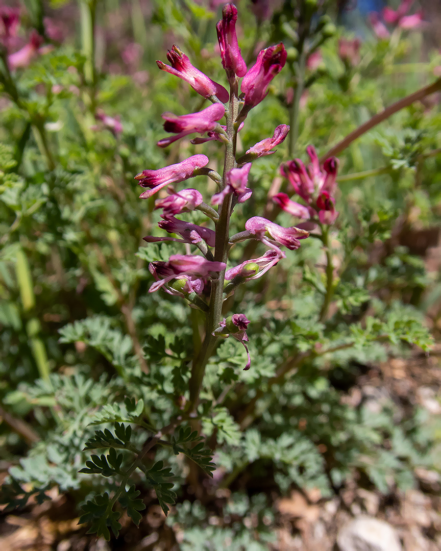 Image of genus Fumaria specimen.