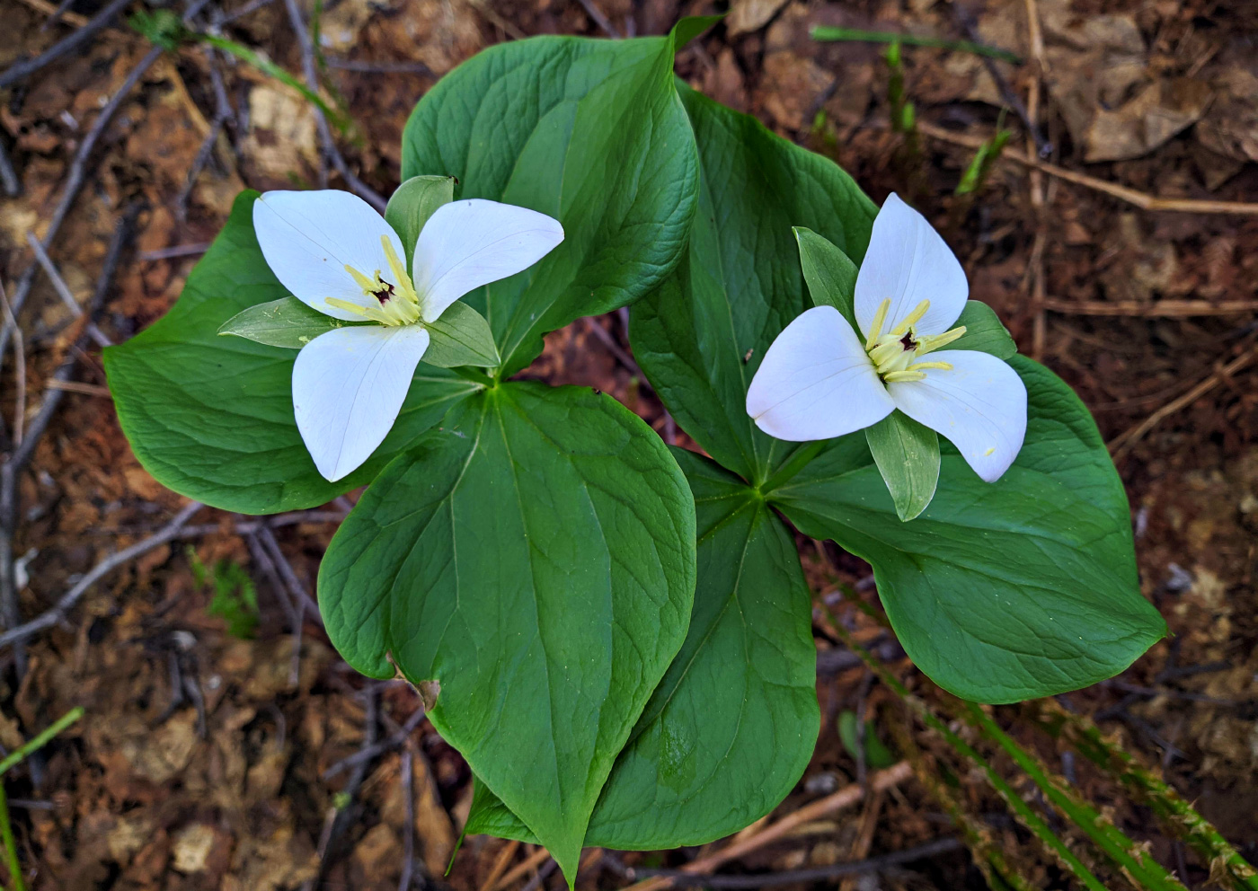 Image of Trillium camschatcense specimen.